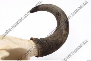 skull antler 0008